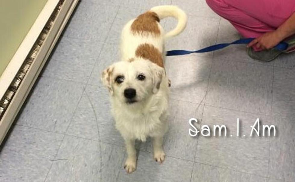 ‘Sam I Am’ the Dog – Pet of the Week [VIDEO]