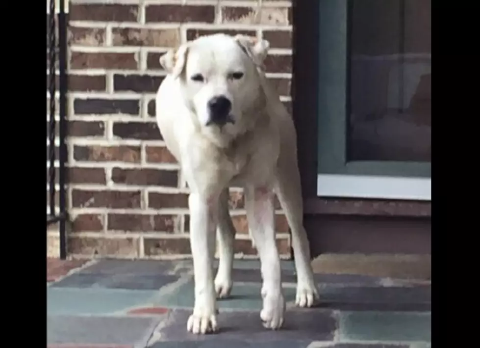 Dog Dumped on Rt. 40 Has Leg Amputated