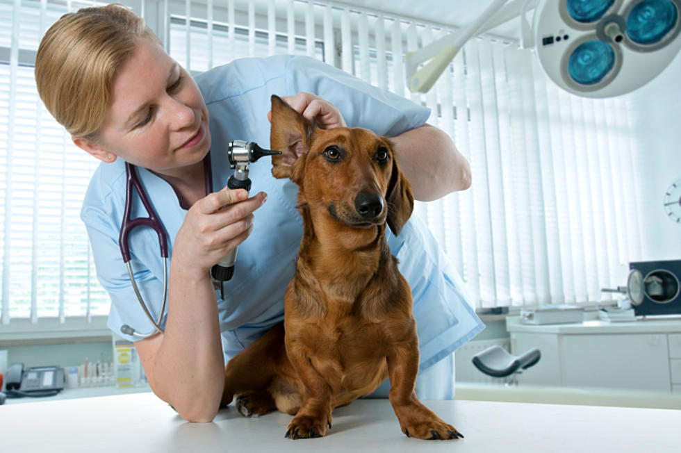 Chiropractic Rehab For Our Pets