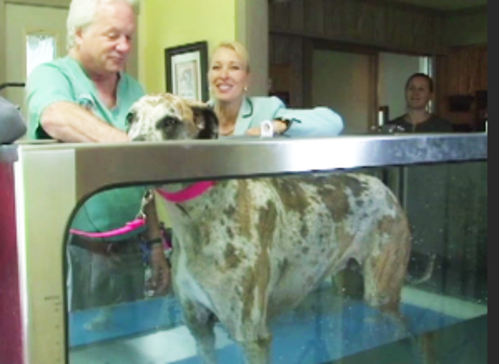 Underwater Treadmill for Pets