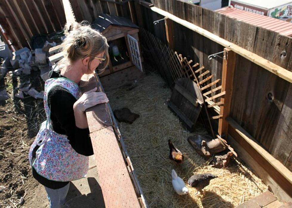 Chicken Police? Galloway Hatching New Rules for Backyard Chickens