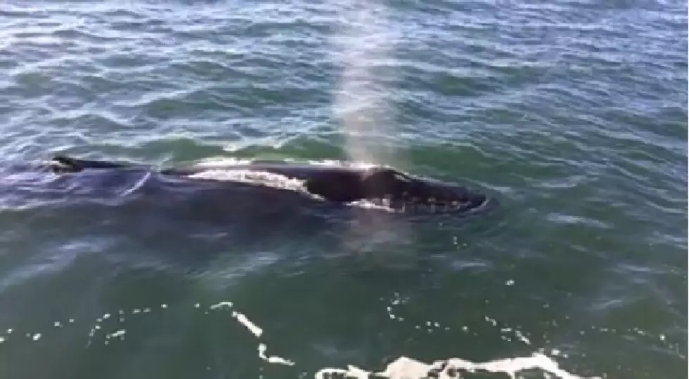 Watch Very Close Encounter with 50 FT. Humpback Whale Off Wildwood Coast