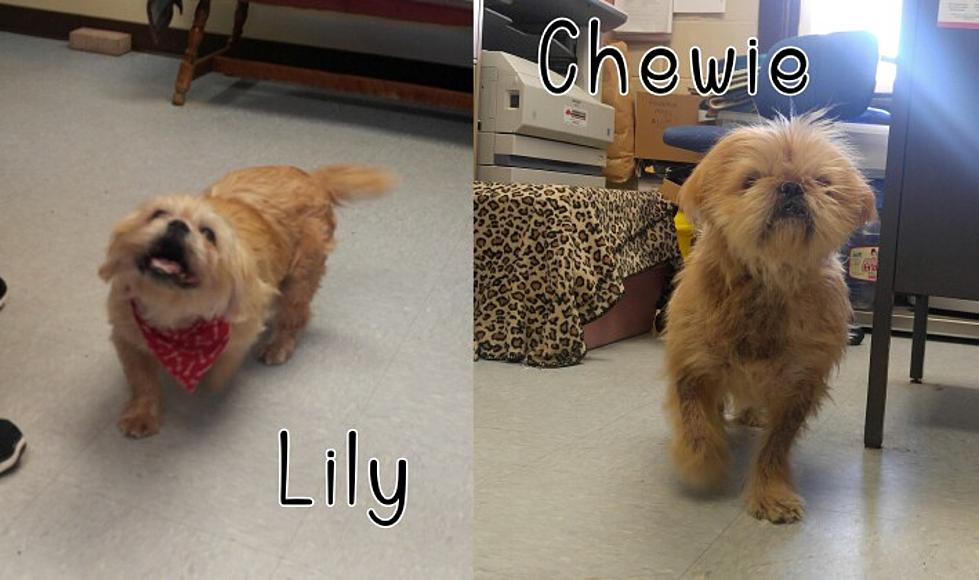 Meet Lily & Chewie