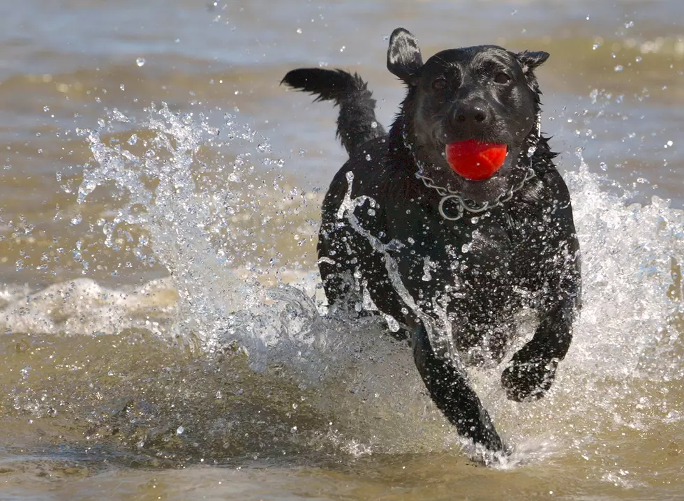 The South Jersey Dog Beach (Voted Second Best in Nation) Just Got Better!