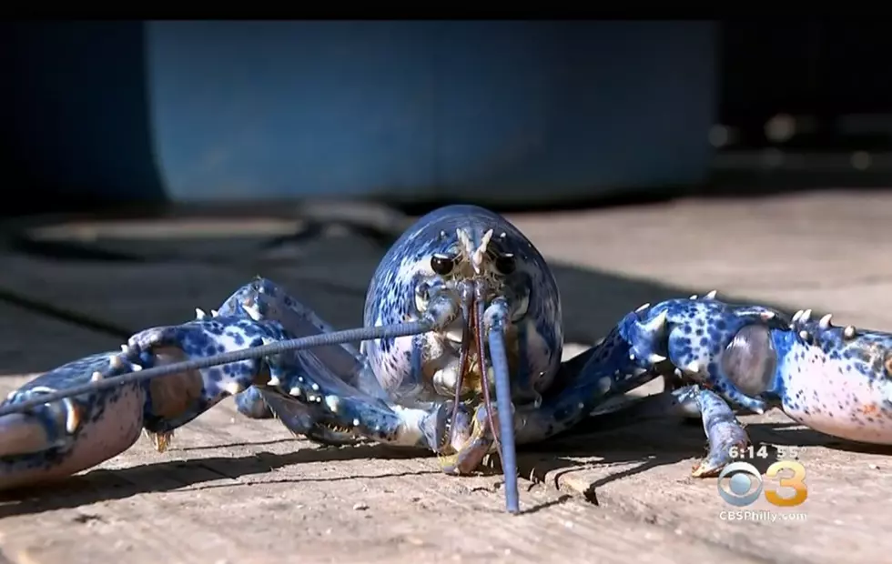 Sea Isle Fishermen Catch Rare Blue Lobster [VIDEO]