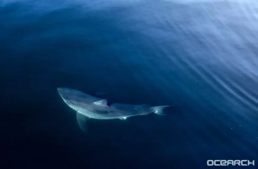 12-Foot Great White Shark Pinging Off A.C. Coast