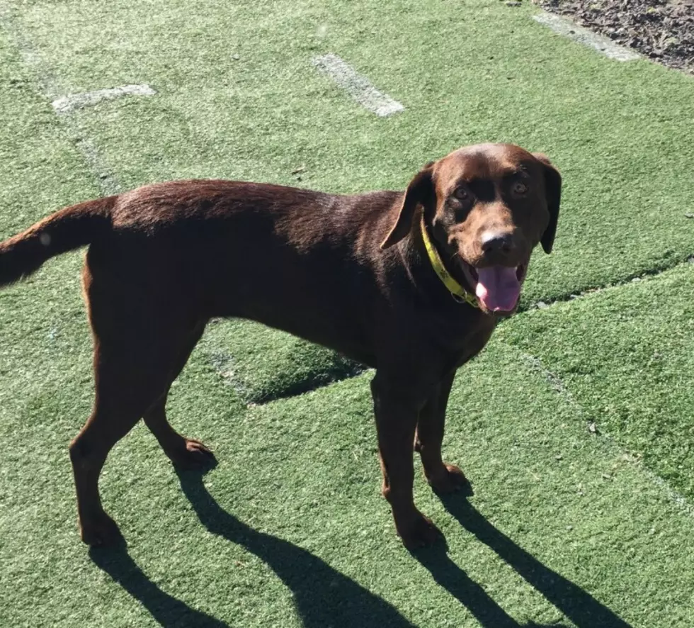 Shiloh, an 18-Month-Old Chocolate Lab &#8211; Pet of the Week [VIDEO]