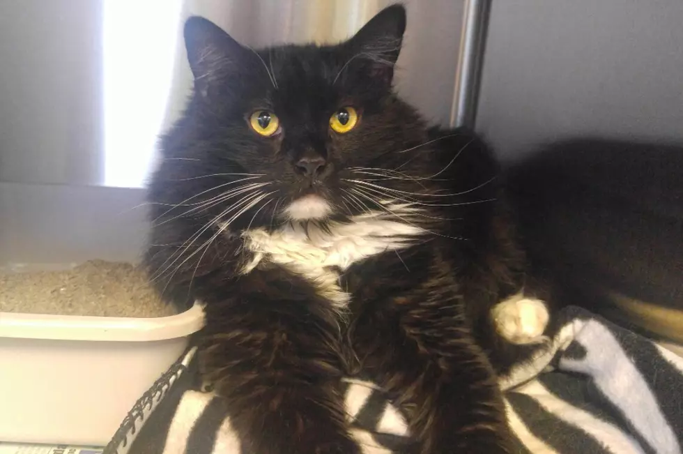 'Handsome' Harry Loves to Snuggle  - Pet of the Week 