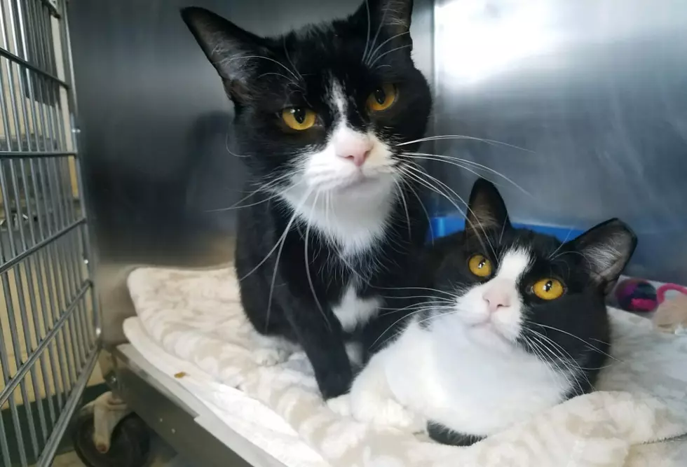 Aurora and Athena, Black & White Sisters - Pets of the Week 