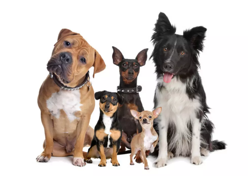 Did Your Dog Make the List of Most Popular Dog Breeds in New Jersey?
