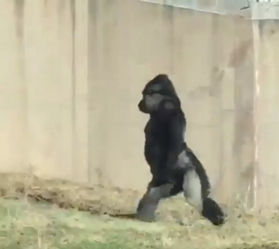 Philly Zoo Gorilla Walks Upright (and Has Better Posture Than Me)