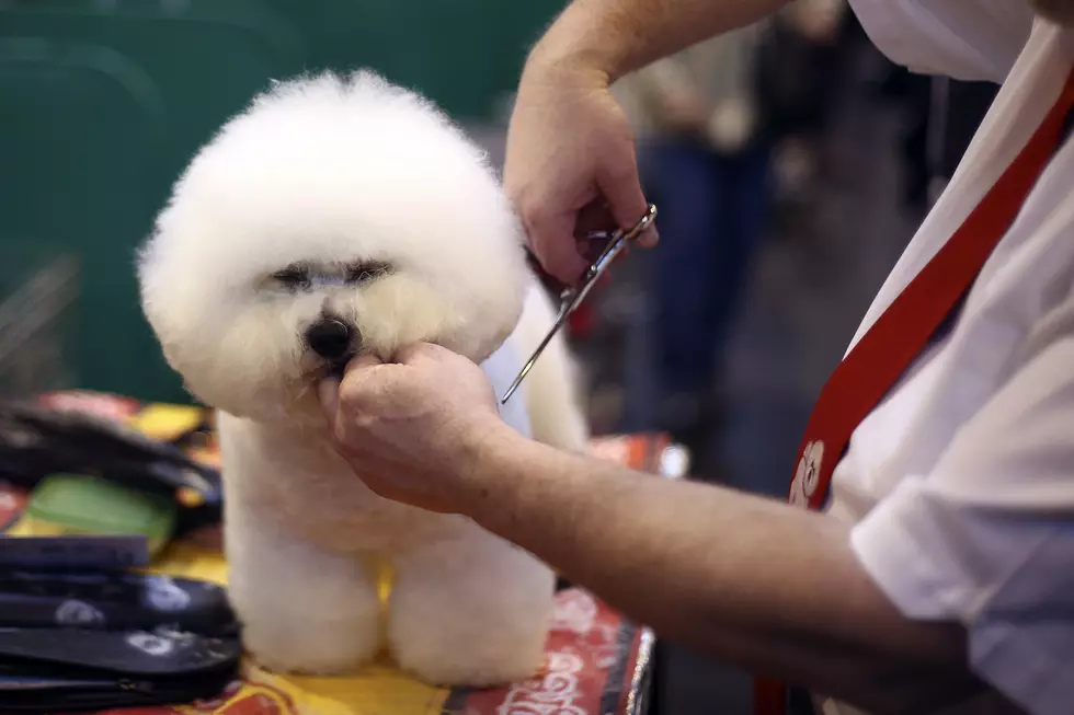 NJ Might Be First State To Require Pet Groomers To Be Licensed