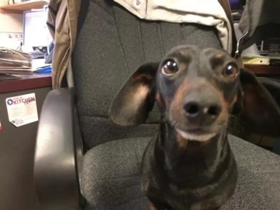 Dasher the Dachshund Loves Long Walks &#8211; Pet of the Week [VIDEO]