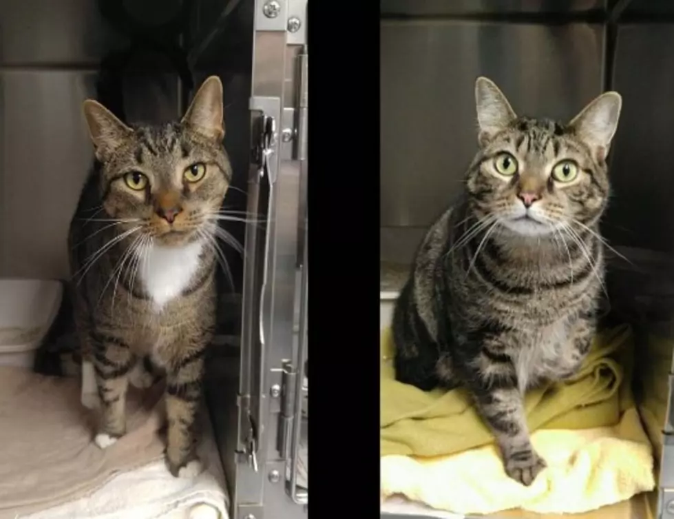 Coffee and Latte Are Handsome Tabby Brothers &#8211; Pets of the Week