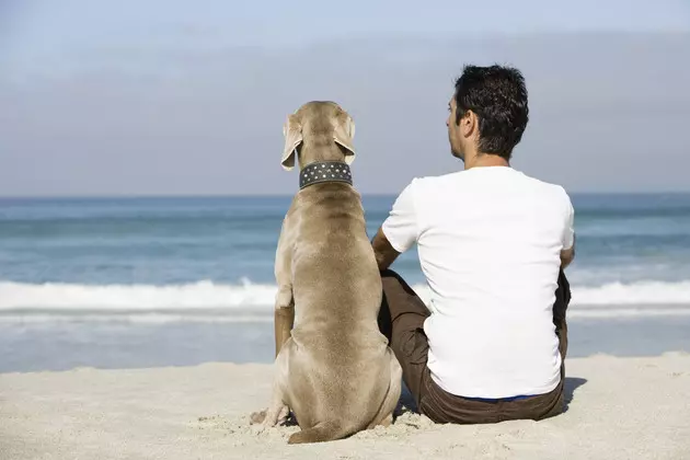 6 Amazing Pet-Friendly Beaches in South Jersey