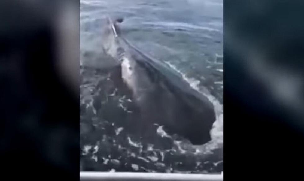 Woman Calls 911 on Whales in the Ocean [VIDEO]