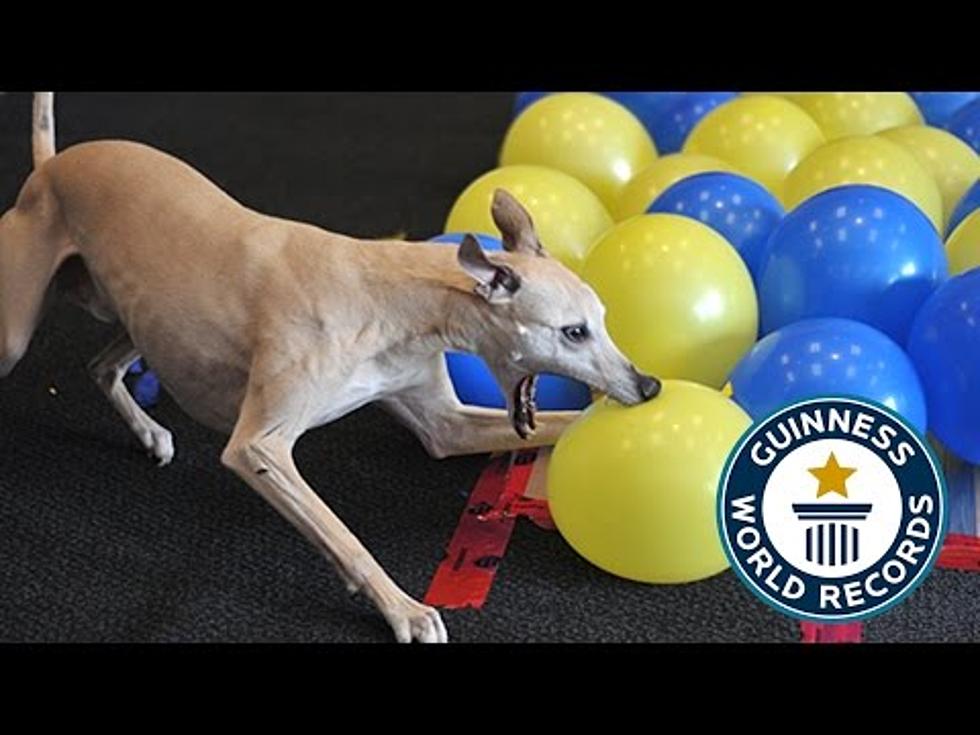 Watch Our New Favorite Guinness World Record: Dog Pops Balloons