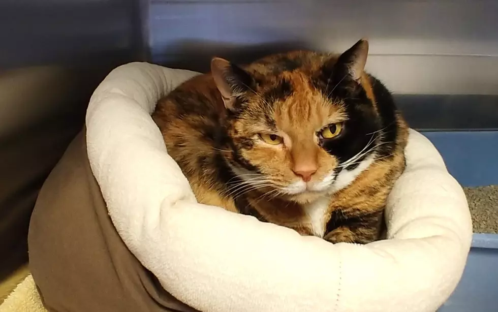 Cordelia Starts Shy, Warms into a Lap Cat &#8211; Pet of the Week