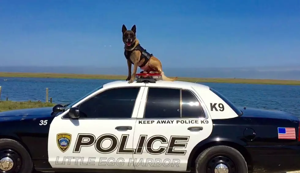 Tag, Beloved Little Egg Harbor Twp Police Dog, Dies
