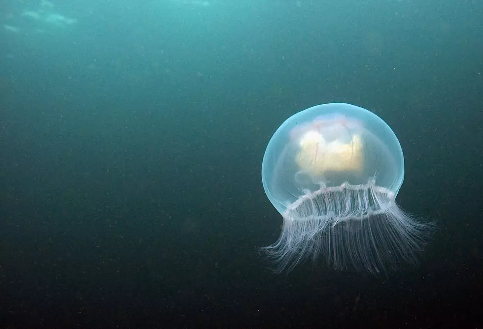 Dangerous Toxic Clinging Jellyfish Sighting in North Wildwood