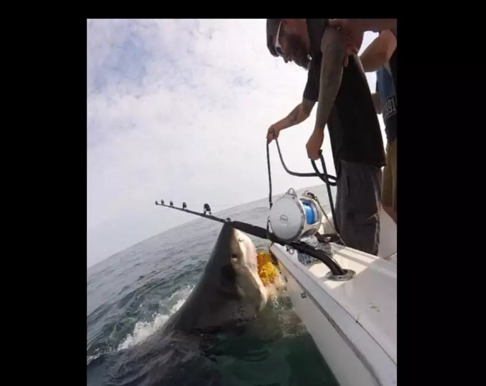 Jersey Fishermen’s Great White Shark Encounter Caught on Video