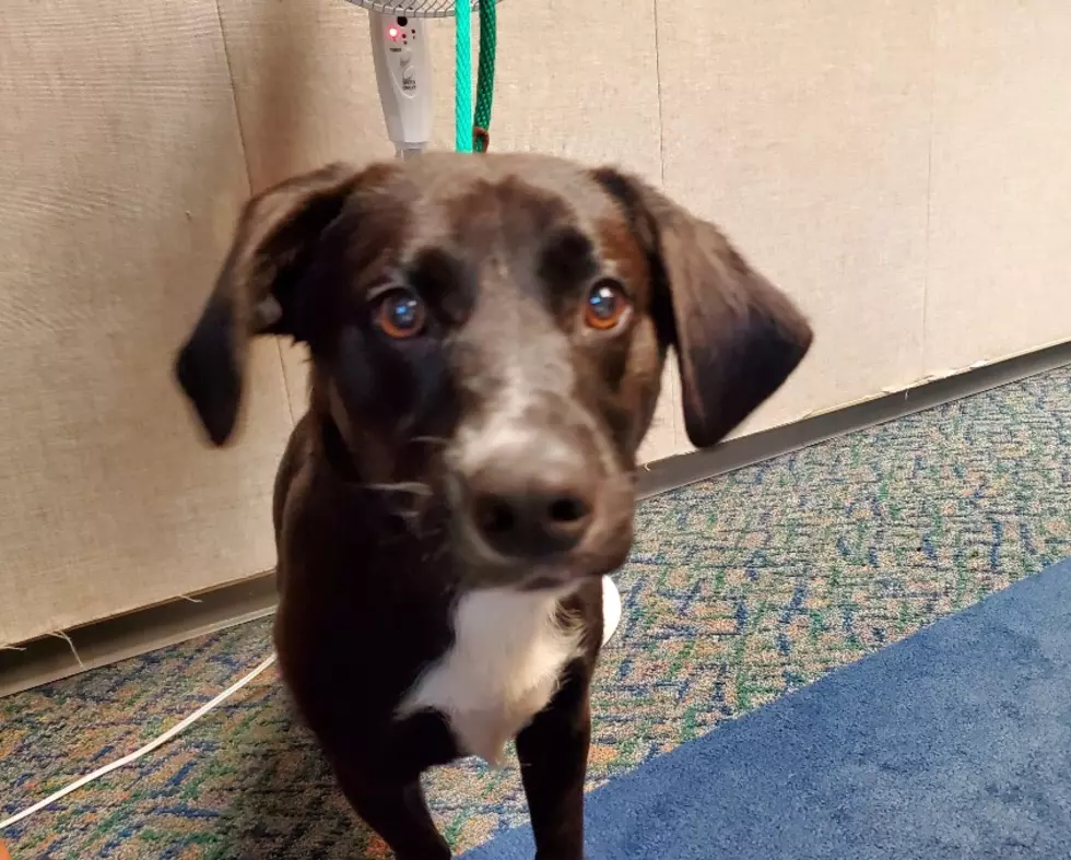 Rambo, a 2 Year-Old Lab Mix  – Pet of the Week [VIDEO]