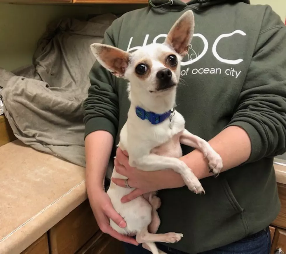 Napoleon is a 2-Year Old Chihuahua - Lite Rock Pet of the Week