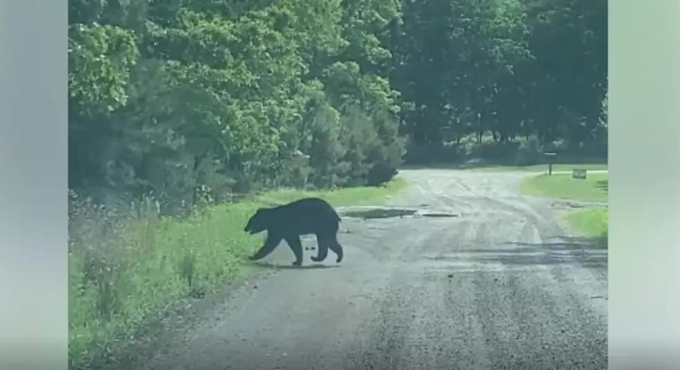The Continuing Adventures of Traveling South Jersey Bear [VIDEO]