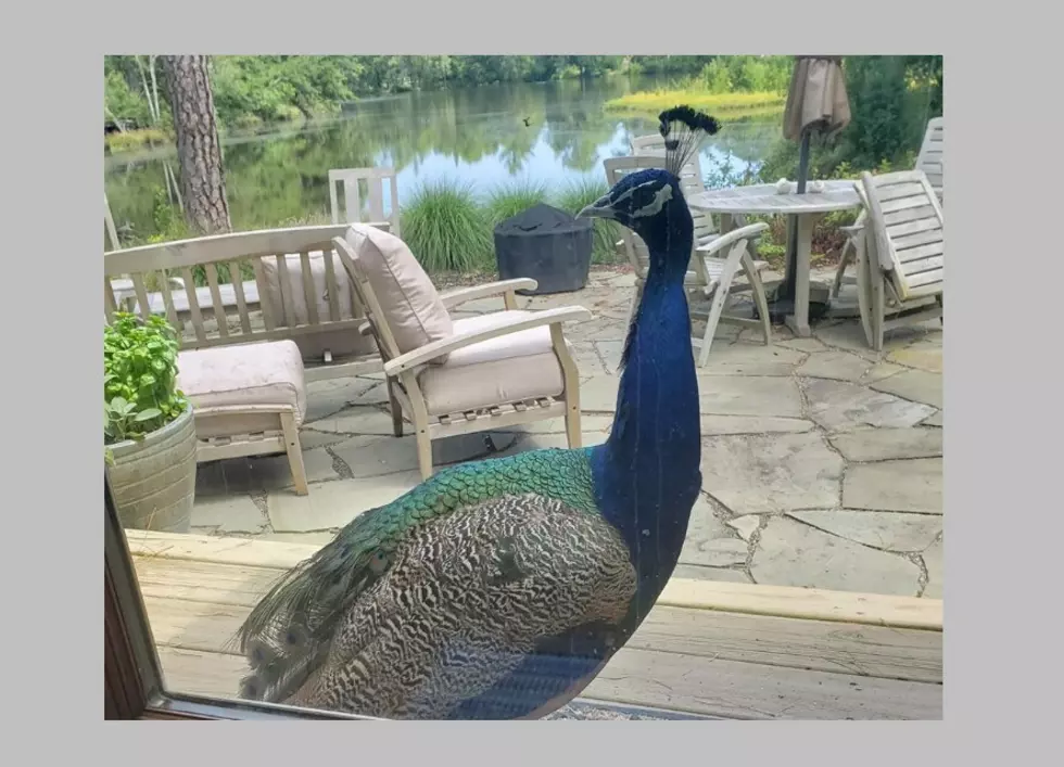 Police: Are You Missing Your Peacock?