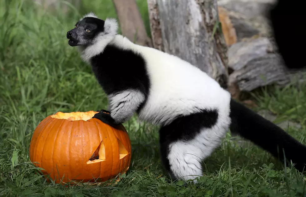 Virtual Spooktacular Fun Is Coming to the Cape May County Zoo for Halloween