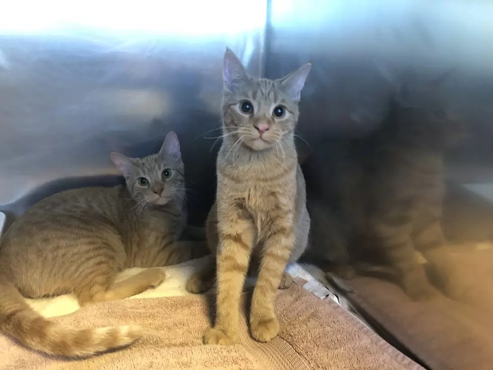 Tater and Spud Are 7-Month Old Brothers - Pets of the Week