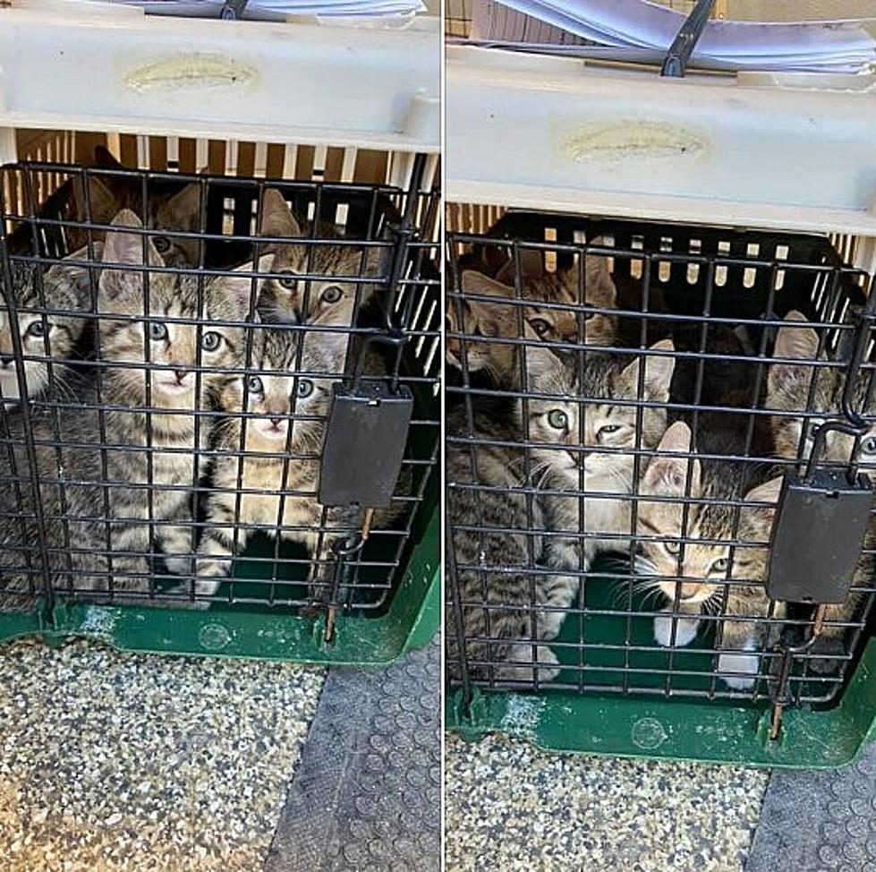 Help Animal Control Find Who Dumped Six Kittens in the Woods