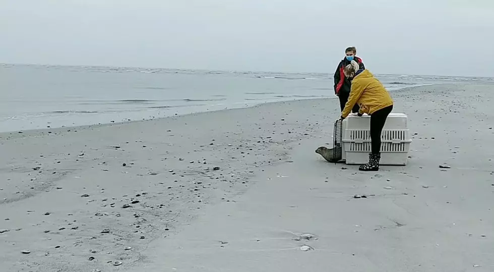 Watch the Marine Mammal Stranding Center Relocate a Beached Seal