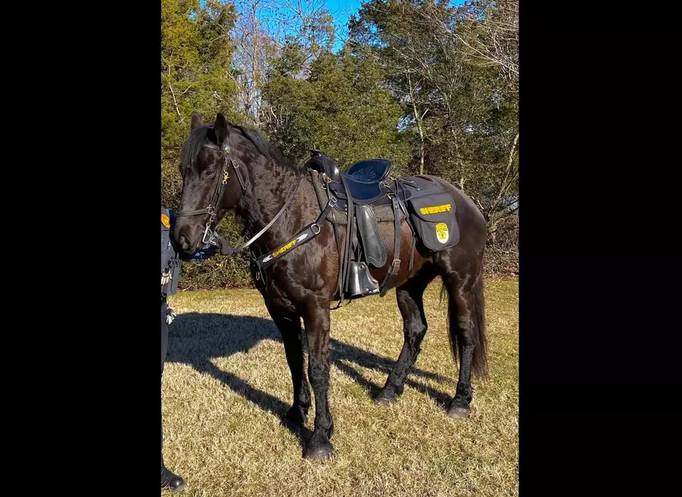 Cape May County's Newest Sheriff is a Horse