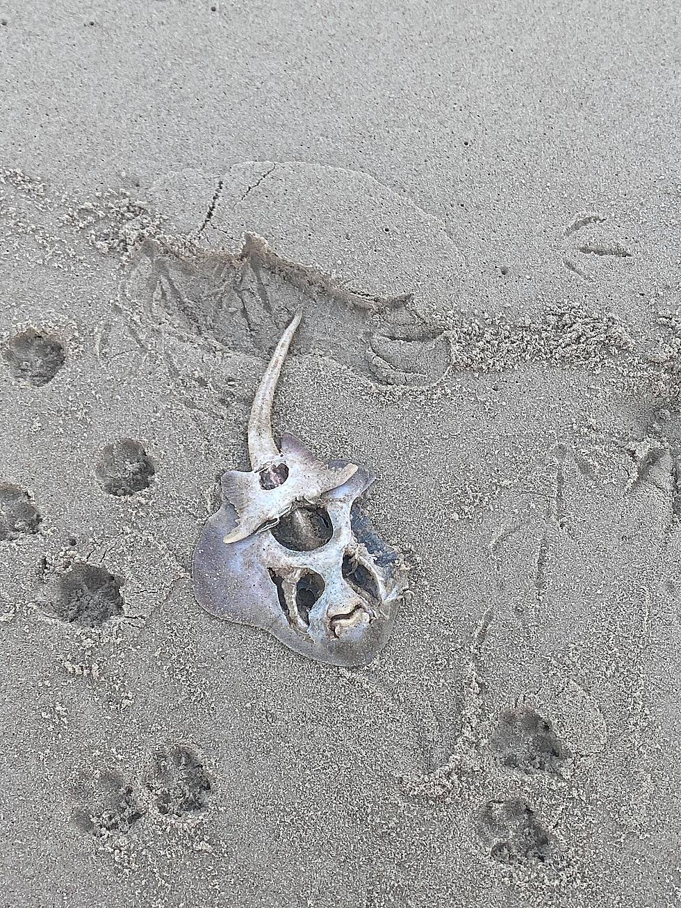 Attention Sea Lovers: What the Heck Is This Creature Found On A Jersey Beach?