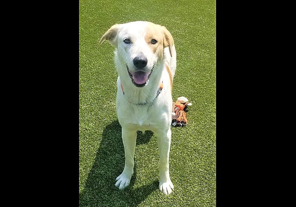 Charlie, a Year-Old Lab/Heeler Mix - Lite Rock Pet of the Week