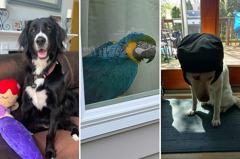 South Jersey's Most Adorable Pets That Melt Our Hearts