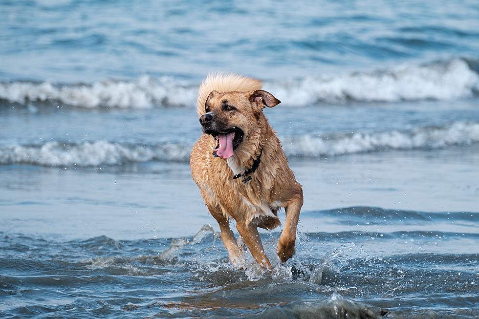 EHT, NJ Police Issue More Warnings For Dog Beach For The Summer