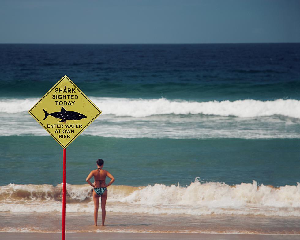 BEWARE! Summer Shark Sightings on the Jersey Shore are Up 