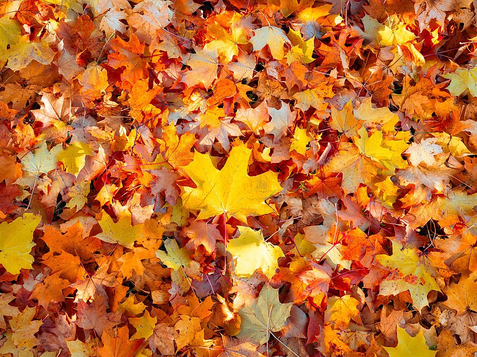 Vibrant Colors of Fall Will Be on Full Display in South Jersey