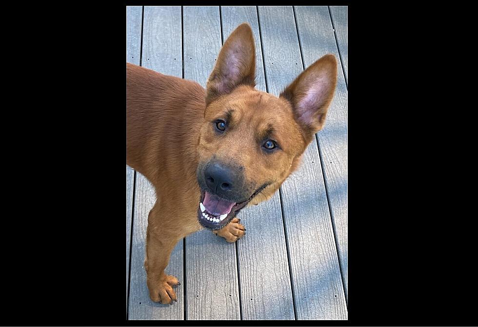Thor, a Year Old Shepherd Mix is ready for Fun - Pet of the Week 