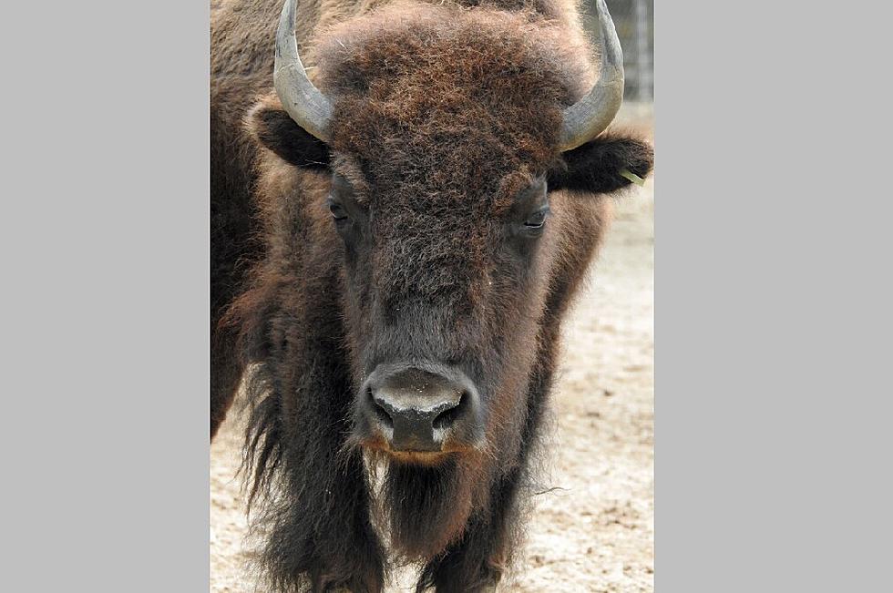 Beverly the Bison is the Big New Attraction at Cape May Zoo