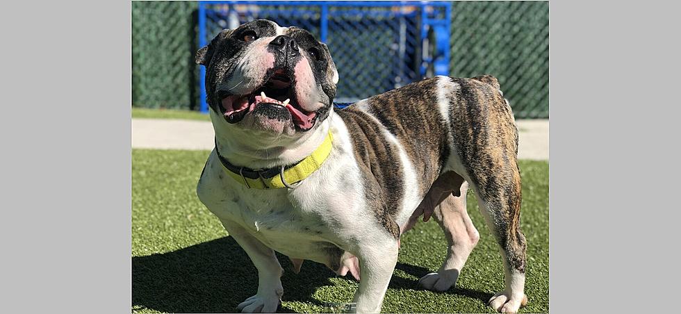 Michelle, a 3-Year-Old Bulldog - Lite Rock Pet of the Week