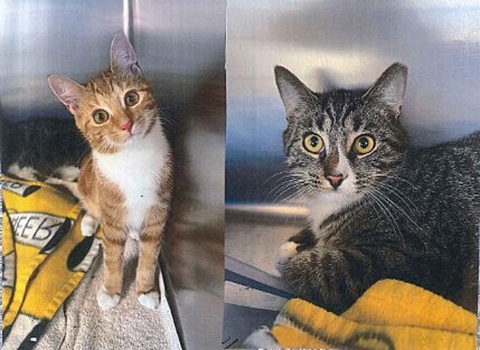 6-Month Old Ren & Stimpy Are an Adorable Pair - Pets of the Week 