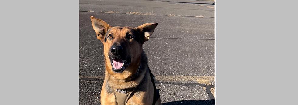 Wildwood K9 Woody Sniffs Out Drug Stockpile During Traffic Stop