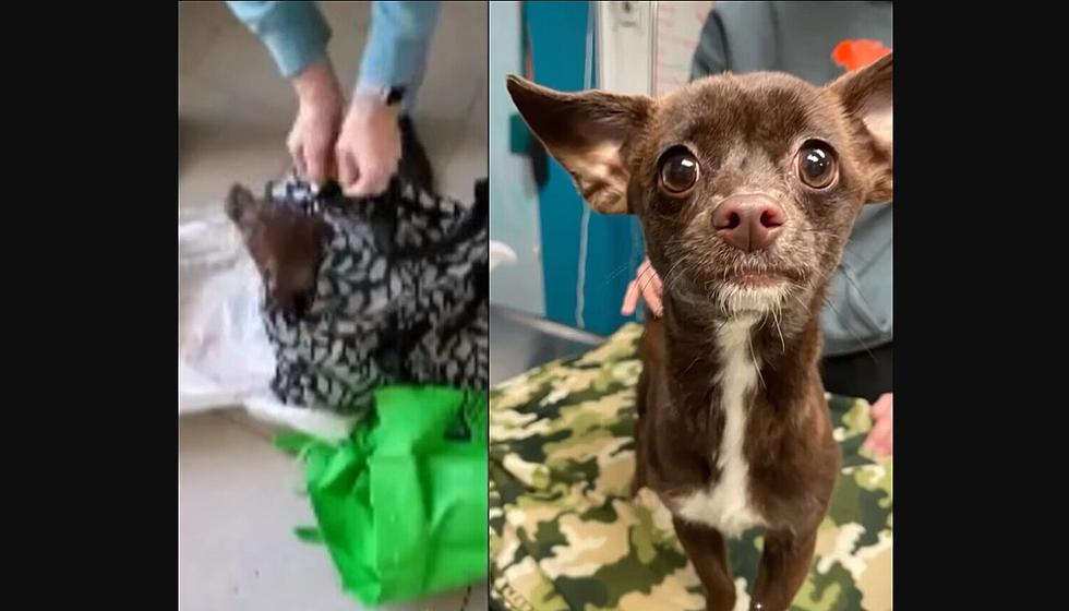 Animal Abuse: Dog Found Locked in Urine-Covered Bag in Vineland, NJ