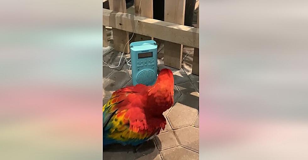 Cape May Zoo’s Dancing Macaw is the Cutest Thing You’ll See Today