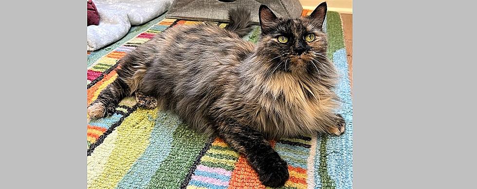 Snuggs is a Loveable, Long-Haired Torti Cat – Pet of the Week