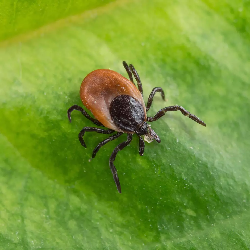 How To Safely Remove A Tick (WATCH THIS SHORT VIDEO)