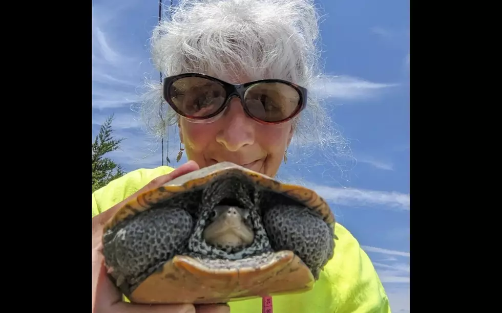 Margate, NJ, Terrapin Rescue Volunteer Saves 1-day Record 27 Turtles